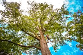 Moss Beach, CA Tree Removal Company